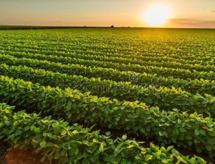 The Quiet Shift From Soil to Plate