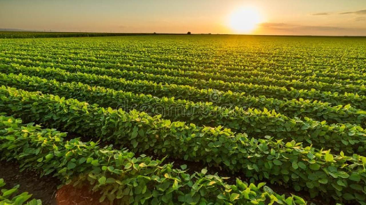 The Quiet Shift From Soil to Plate